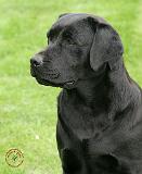 Labrador Retriever 9Y053D-144